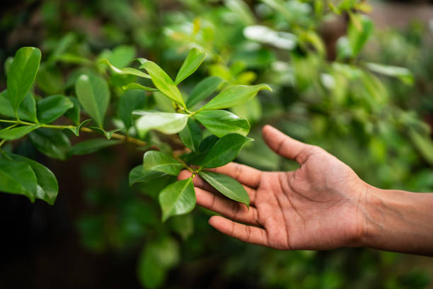 How Our Tree Care Process Works  in  East Hazel Crest, IL